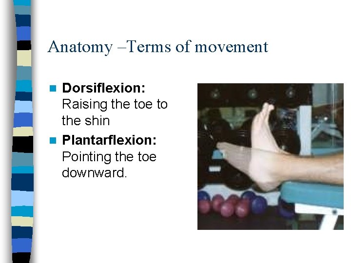 Anatomy –Terms of movement Dorsiflexion: Raising the to the shin n Plantarflexion: Pointing the