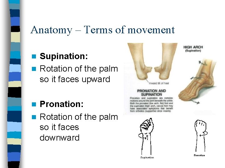 Anatomy – Terms of movement Supination: n Rotation of the palm so it faces