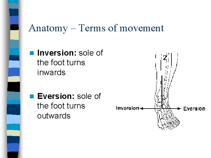 Anatomy – Terms of movement n Inversion: sole of the foot turns inwards n