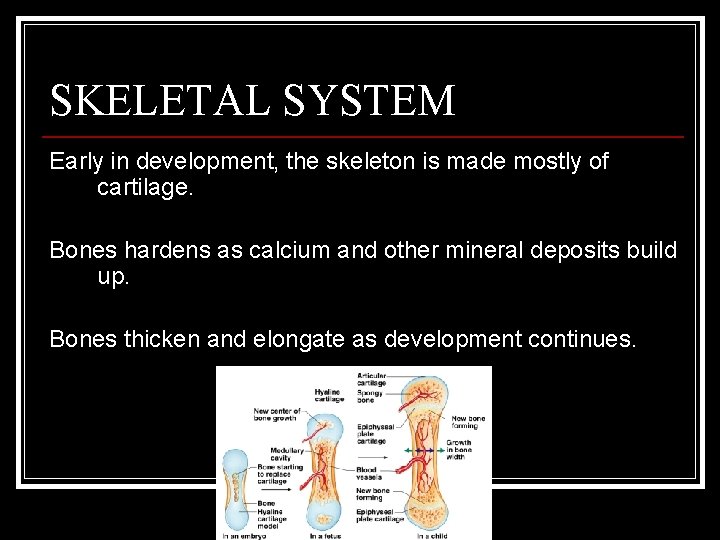 SKELETAL SYSTEM Early in development, the skeleton is made mostly of cartilage. Bones hardens