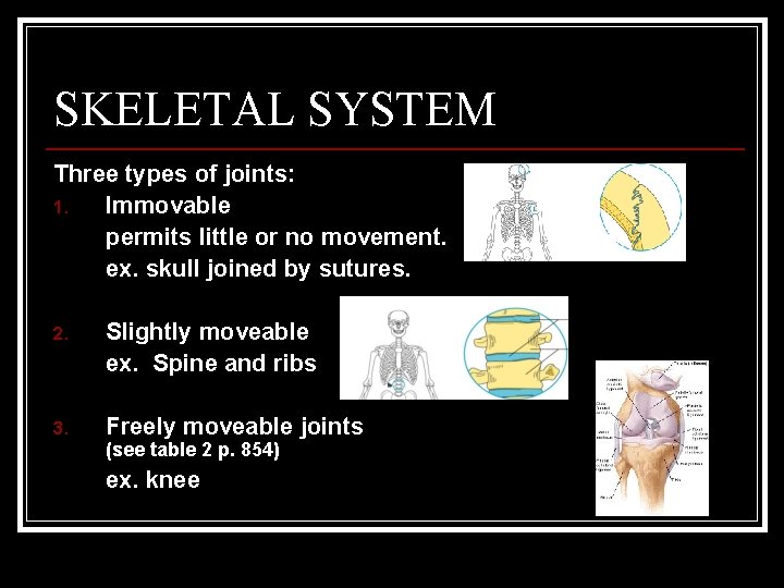 SKELETAL SYSTEM Three types of joints: 1. Immovable permits little or no movement. ex.