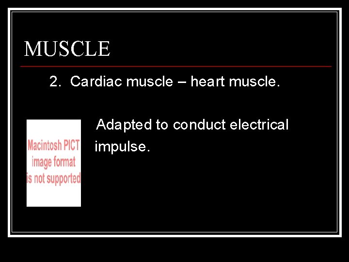 MUSCLE 2. Cardiac muscle – heart muscle. Adapted to conduct electrical impulse. 