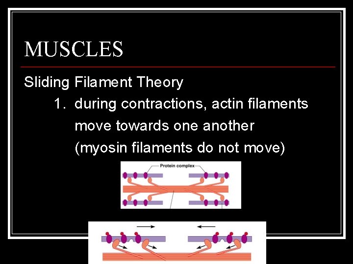MUSCLES Sliding Filament Theory 1. during contractions, actin filaments move towards one another (myosin