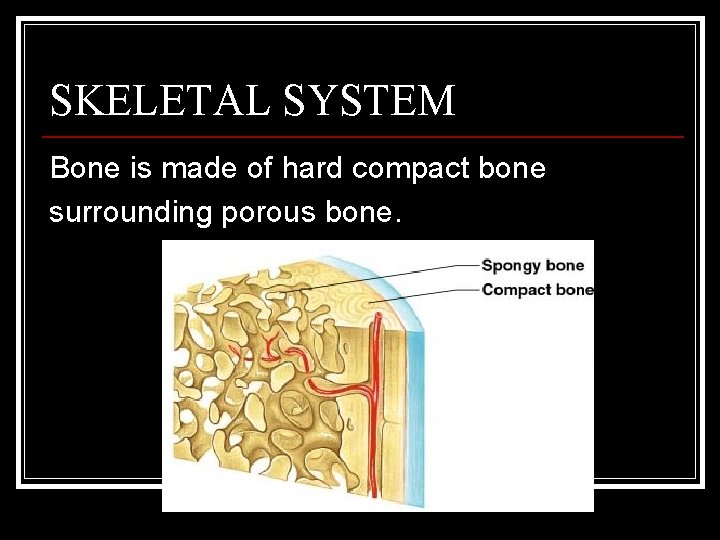 SKELETAL SYSTEM Bone is made of hard compact bone surrounding porous bone. 