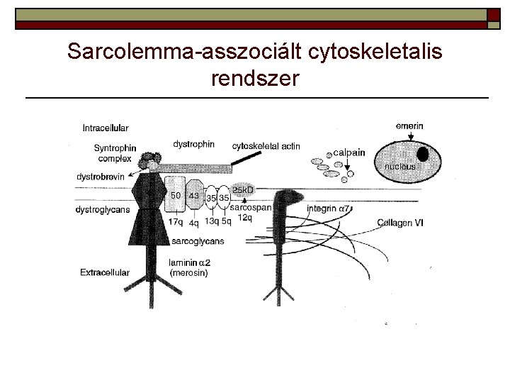 Sarcolemma-asszociált cytoskeletalis rendszer 