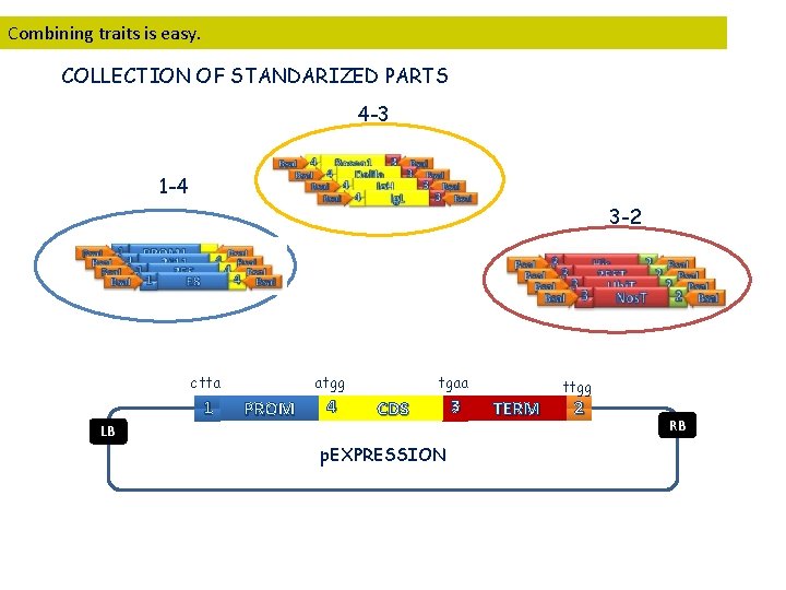 Combining traits is easy. COLLECTION OF STANDARIZED PARTS 4 -3 1 -4 3 -2