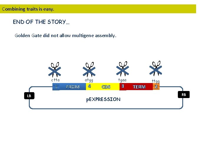 Combining traits is easy. END OF THE STORY… Golden Gate did not allow multigene