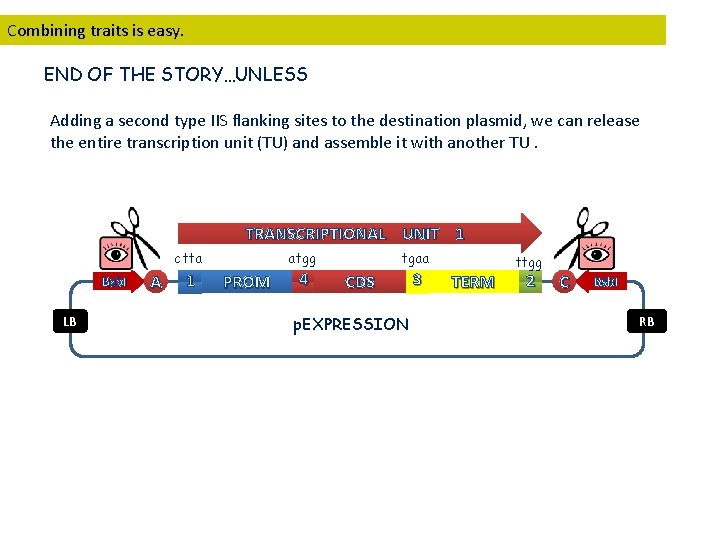 Combining traits is easy. END OF THE STORY…UNLESS Adding a second type IIS flanking