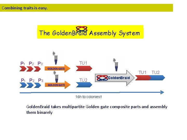 Combining traits is easy. The Golden. Braid Assembly System P 1 P 2 P