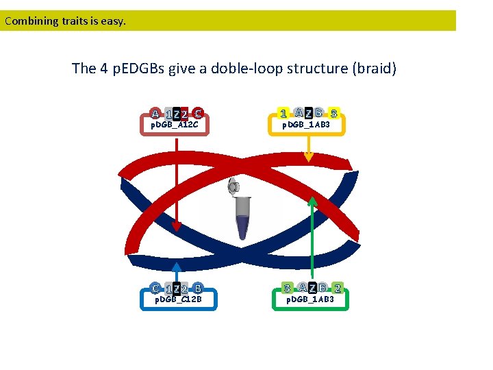 Combining traits is easy. The 4 p. EDGBs give a doble-loop structure (braid) A