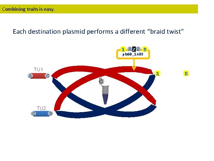 Combining traits is easy. Each destination plasmid performs a different “braid twist” 1 AZB