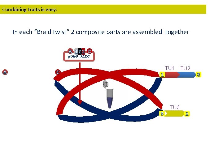Combining traits is easy. In each “Braid twist” 2 composite parts are assembled together