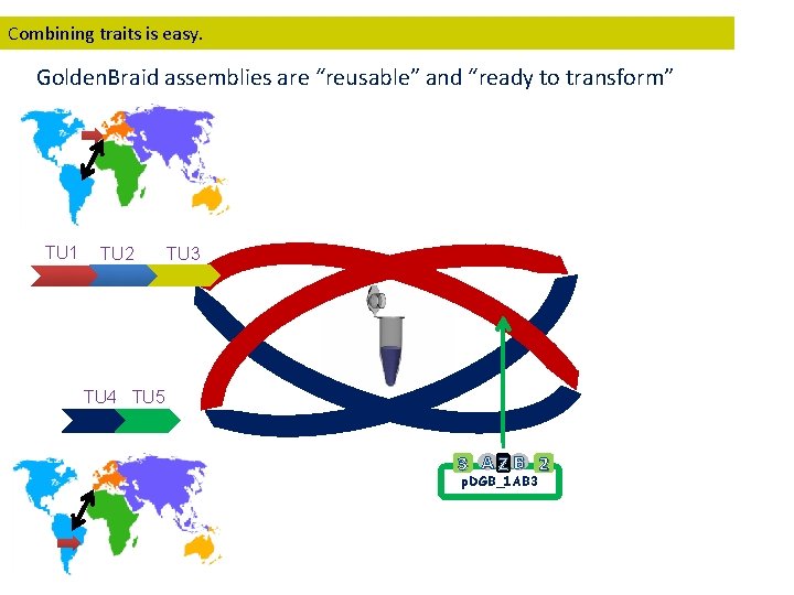 Combining traits is easy. Golden. Braid assemblies are “reusable” and “ready to transform” TU