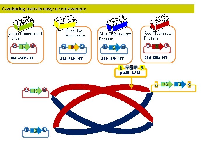 Combining traits is easy: a real example Silencing Supressor Green Fluorescent Protein A G