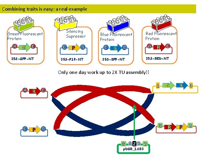 Combining traits is easy: a real example Green Fluorescent Protein A G C Silencing