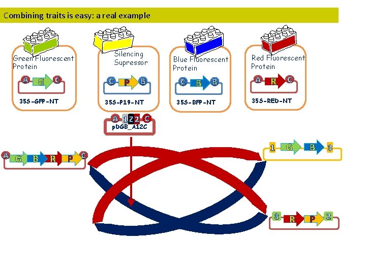 Combining traits is easy: a real example Green Fluorescent Protein A G C Silencing