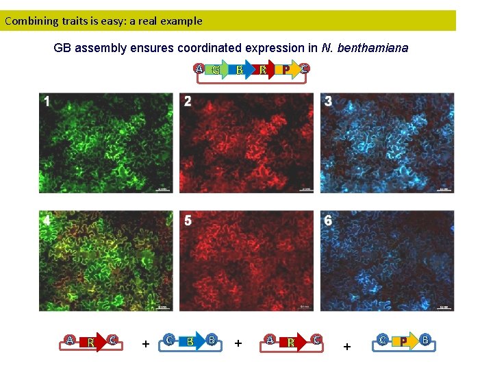 Combining traits is easy: a real example GB assembly ensures coordinated expression in N.