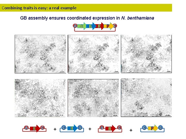 Combining traits is easy: a real example GB assembly ensures coordinated expression in N.