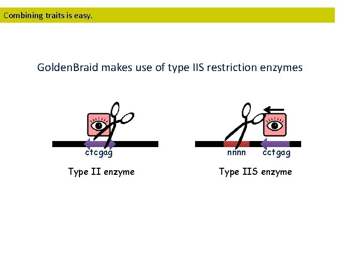 Combining traits is easy. Golden. Braid makes use of type IIS restriction enzymes ctcgag
