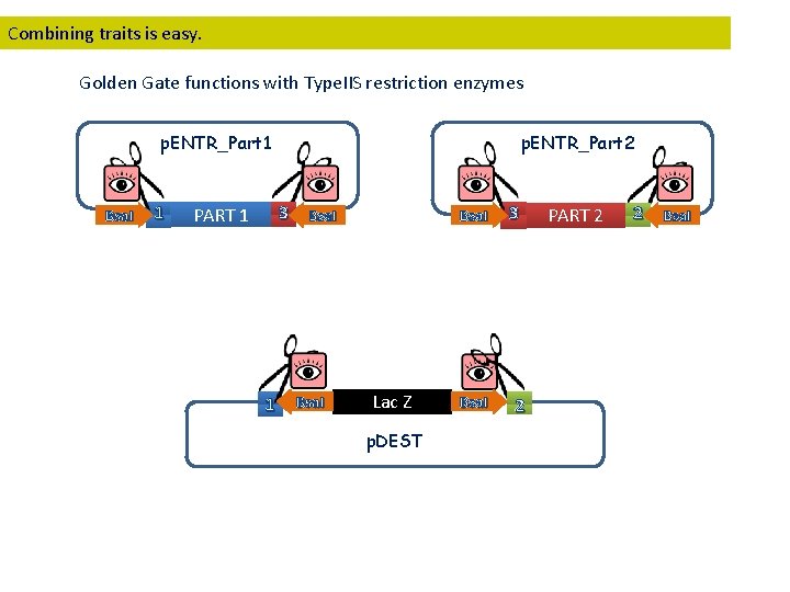 Combining traits is easy. Golden Gate functions with Type. IIS restriction enzymes p. ENTR_Part