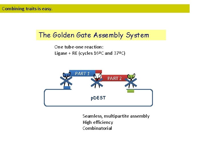 Combining traits is easy. The Golden Gate Assembly System One tube-one reaction: Ligase +
