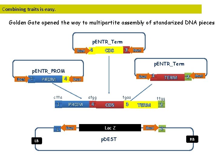 Combining traits is easy. Golden Gate opened the way to multipartite assembly of standarized