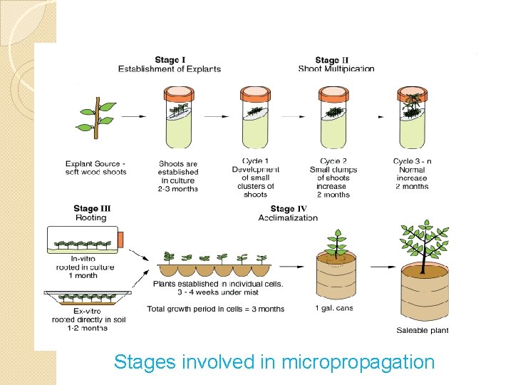 Stages involved in micropropagation 