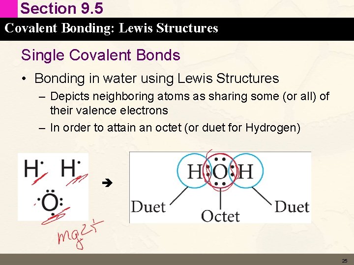 Section 9. 5 Covalent Bonding: Lewis Structures Single Covalent Bonds • Bonding in water