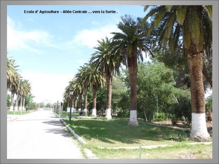 Ecole d’ Agriculture – Allée Centrale … vers la Sortie. 