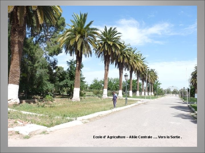 Ecole d’ Agriculture – Allée Centrale …. Vers la Sortie. 