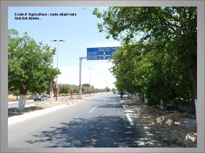 Ecole d’ Agriculture : route allant vers Sidi-Bel-Abbès. 