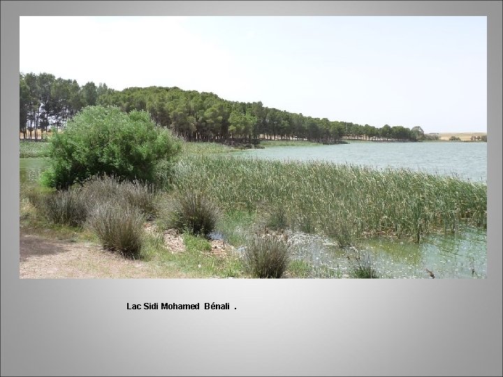 Lac Sidi Mohamed Bénali. 