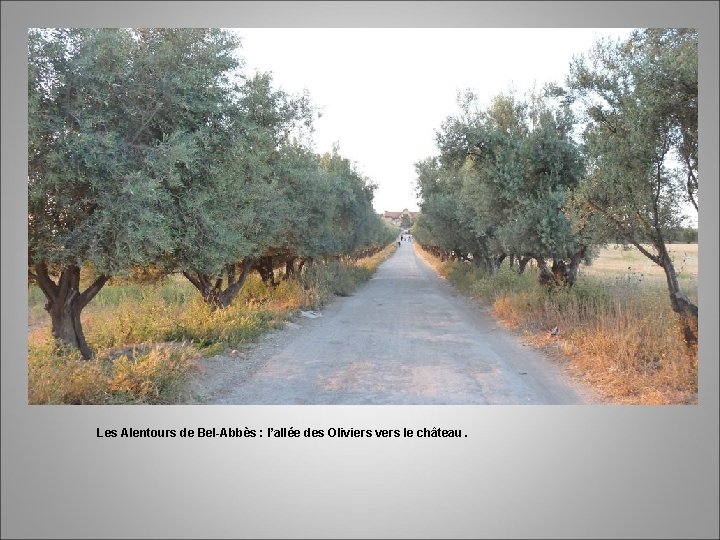 Les Alentours de Bel-Abbès : l’allée des Oliviers vers le château. 