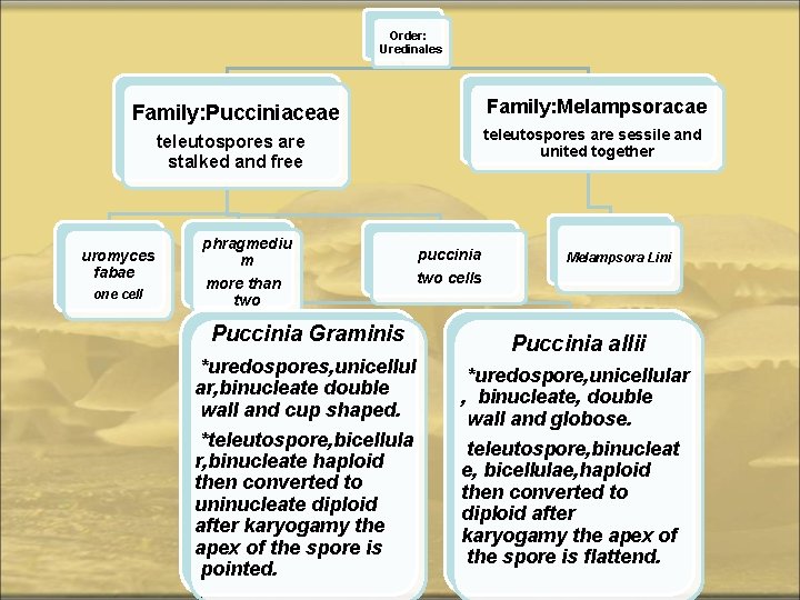 Order: Uredinales Family: Melampsoracae Family: Pucciniaceae teleutospores are sessile and united together teleutospores are
