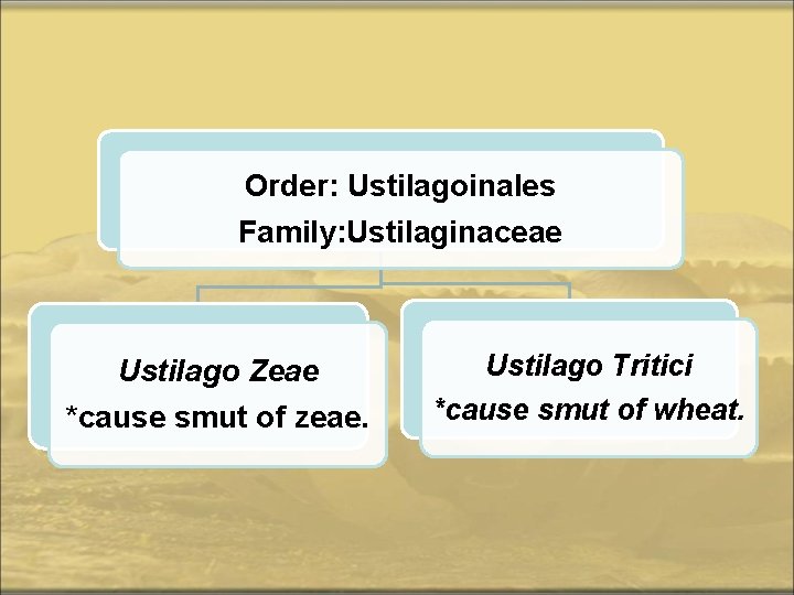 Order: Ustilagoinales Family: Ustilaginaceae Ustilago Zeae *cause smut of zeae. Ustilago Tritici *cause smut
