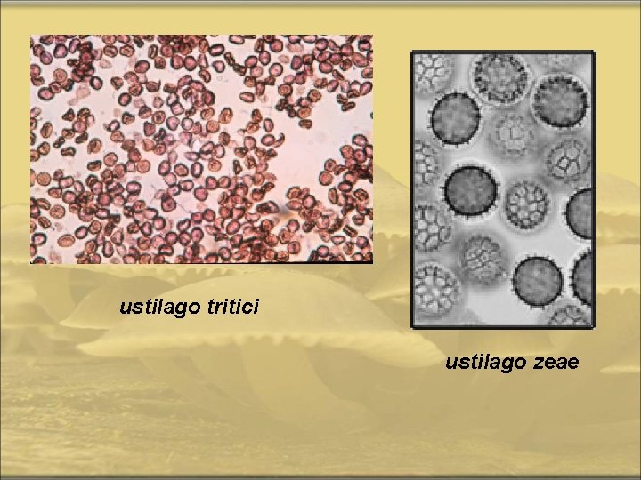 ustilago tritici ustilago zeae 