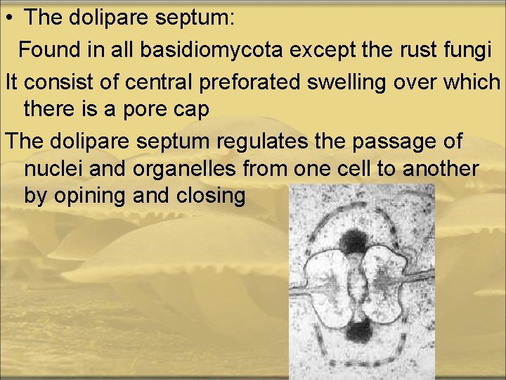 Phylum Basidiomycota General characters 1 The sexual reproduction