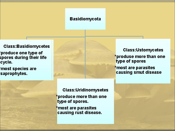 Basidiomycota Class: Basidiomycetes Class: Ustomycetes *produse more than one type of spores *most are