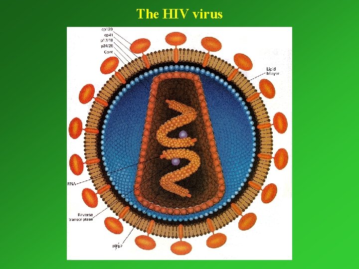 The HIV virus 