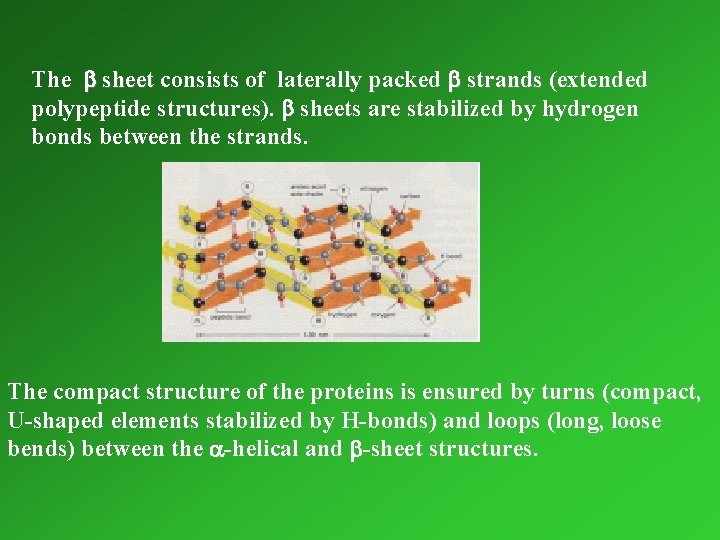 The b sheet consists of laterally packed b strands (extended polypeptide structures). b sheets