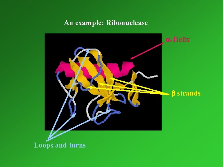 An example: Ribonuclease a-Helix b strands Loops and turns 