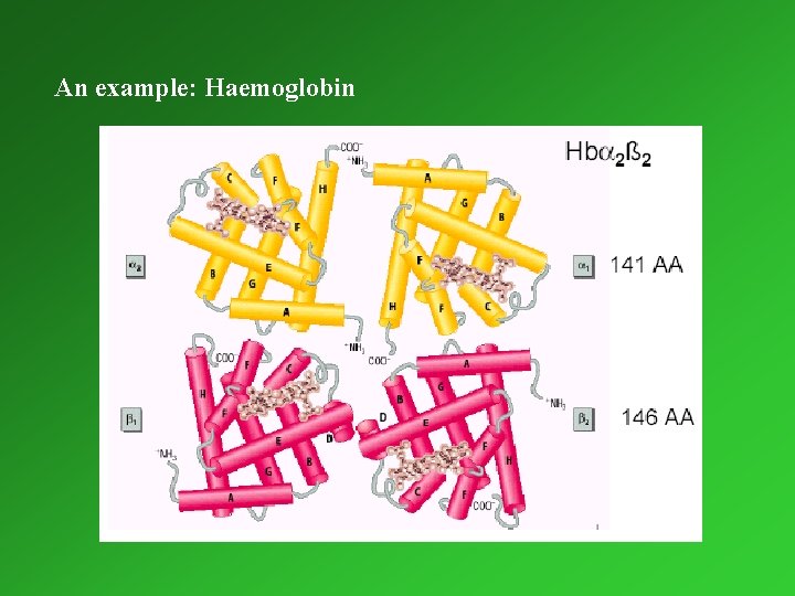An example: Haemoglobin 