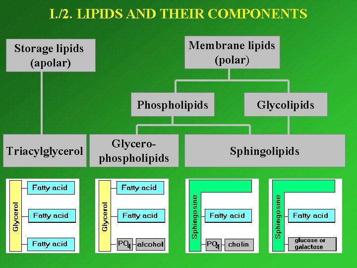 I. /2. LIPIDS AND THEIR COMPONENTS Membrane lipids (polar) Storage lipids (apolar) Phospholipids Triacylglycerol
