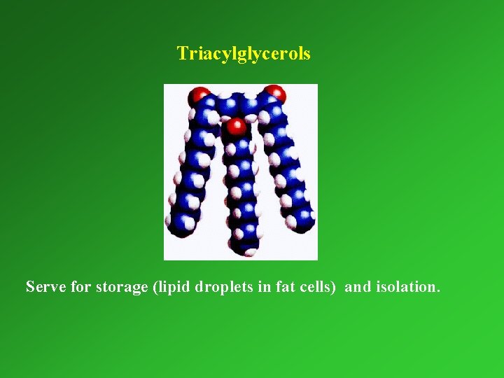 Triacylglycerols Serve for storage (lipid droplets in fat cells) and isolation. 