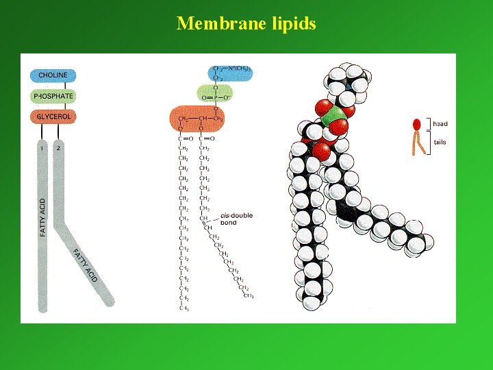 Membrane lipids 