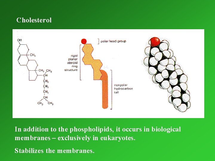Cholesterol In addition to the phospholipids, it occurs in biological membranes – exclusively in