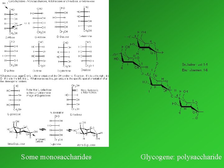 Some monosaccharides Glycogene: polysaccharide 