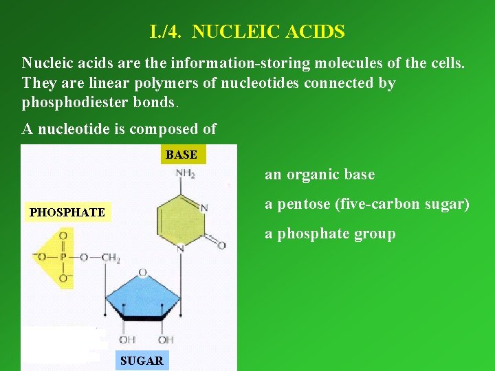 I. /4. NUCLEIC ACIDS Nucleic acids are the information-storing molecules of the cells. They