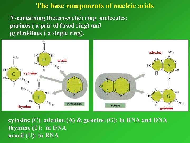The base components of nucleic acids N-containing (heterocyclic) ring molecules: purines ( a pair