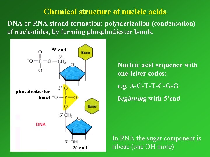 Chemical structure of nucleic acids DNA or RNA strand formation: polymerization (condensation) of nucleotides,